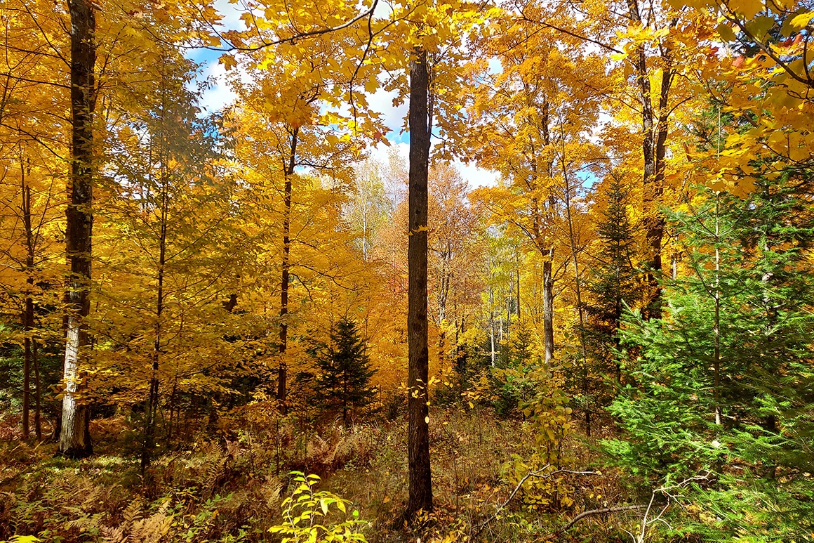 Pickerel Lake, 5 Acres, WI Wooded Camp or Cabin Land 39,900