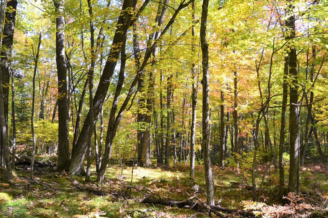 4.5 Acre Rhinelander Area Wooded Land For Sale only $37,900!