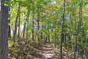4.5 Acre Rhinelander Area Wooded Land For Sale only $37,900!
