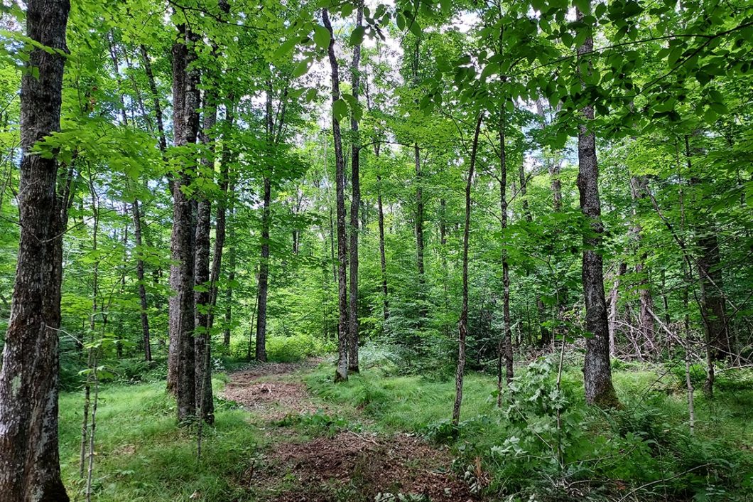 52 Acre Wisconsin Hunting Land Adjoins County Forest!