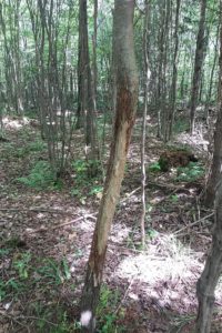 52 Acre Wisconsin Hunting Land Adjoins County Forest!