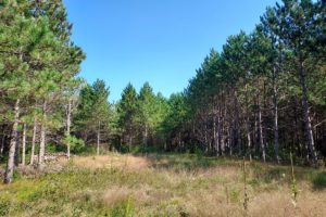 Adams County, WI 7 Acres of Land for Sale!