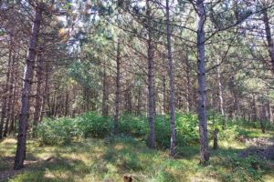 Adams County, WI 7 Acres of Land for Sale!