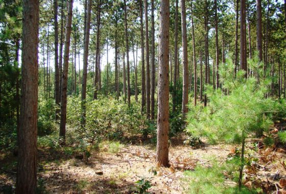 6 Acre Rhinelander Area Wooded Land For Sale only $46,900!