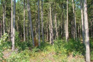 6 Acre Rhinelander Area Wooded Land For Sale only $46,900!