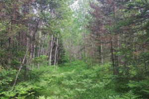 40 Acre Wisconsin Hunting Land Adjoins National Forest!