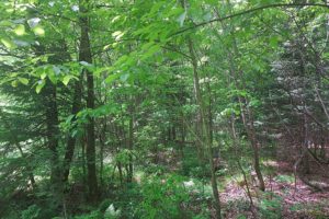 40 Acre Wisconsin Hunting Land Adjoins National Forest!