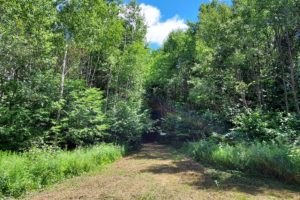 23 Acre Wisconsin Hunting Land Adjoins County Forest!