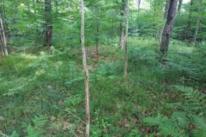 23 Acre Wisconsin Hunting Land Adjoins County Forest!
