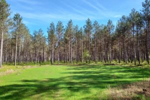 4 Acre Adams County, WI Land for Sale!
