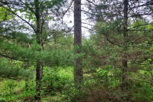 4.2 Acres Near Conover, WI with Unlimited Outdoors Fun!