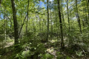 Northwest WI 10 Acre Property Next to National Forest!