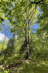 Northwest WI 10 Acre Property Next to National Forest!