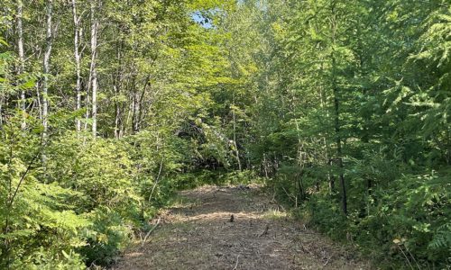 Wooded Property Directly Adjoins the National Forest for only $21,900!