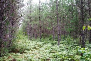 14 Acres for Sale near Tomahawk, WI!