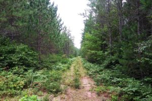 14 Acres for Sale near Tomahawk, WI!