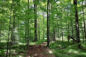 10 acres in Central WI Adjoins County Land