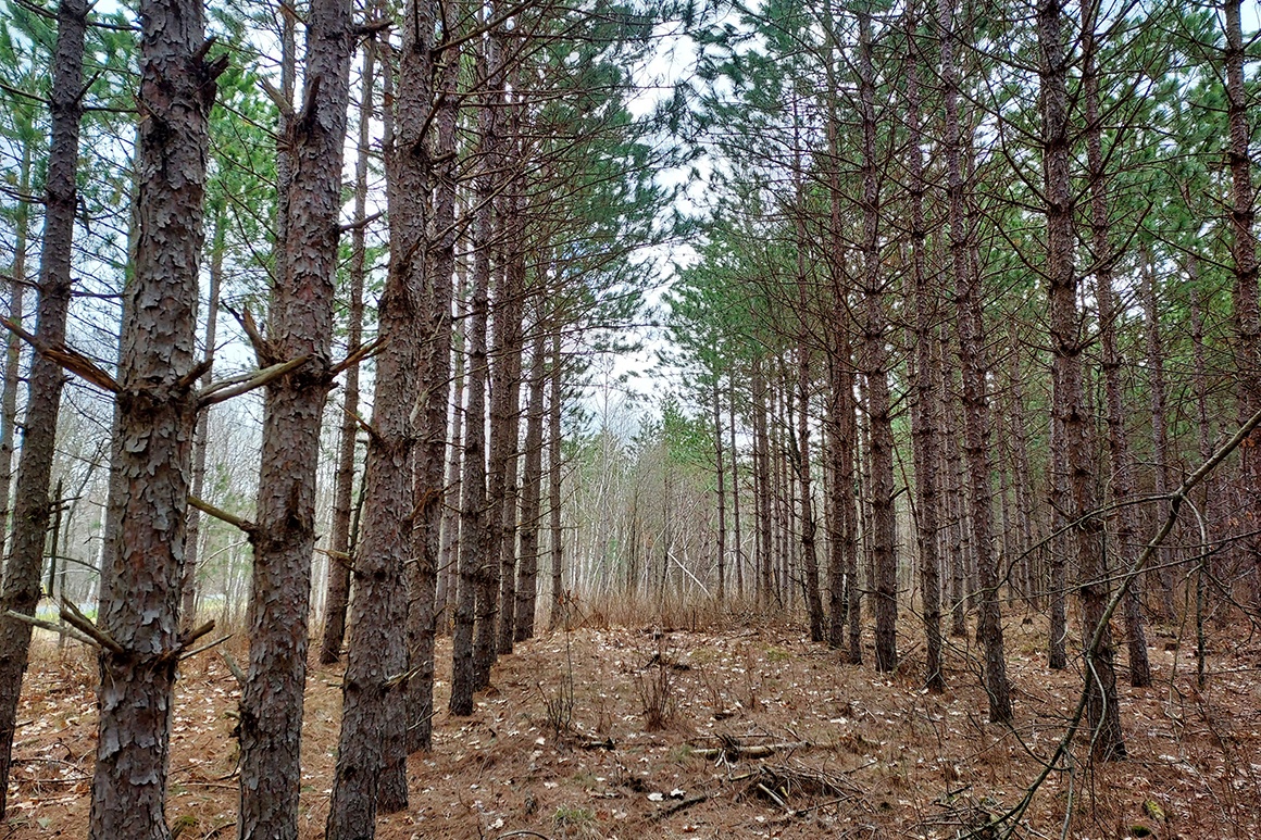 Juneau County, WI 6 Acres of Land for Sale near Castle Rock Lake