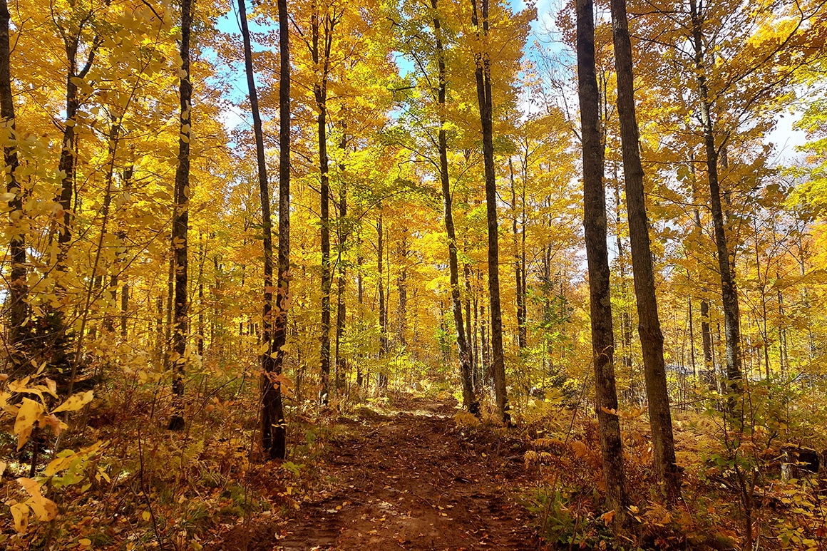 Pickerel Lake, 5 Acres, WI Wooded Camp or Cabin Site 39,900