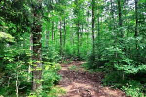 Camp or Build on 2-acres near the Nicolet National Forest!