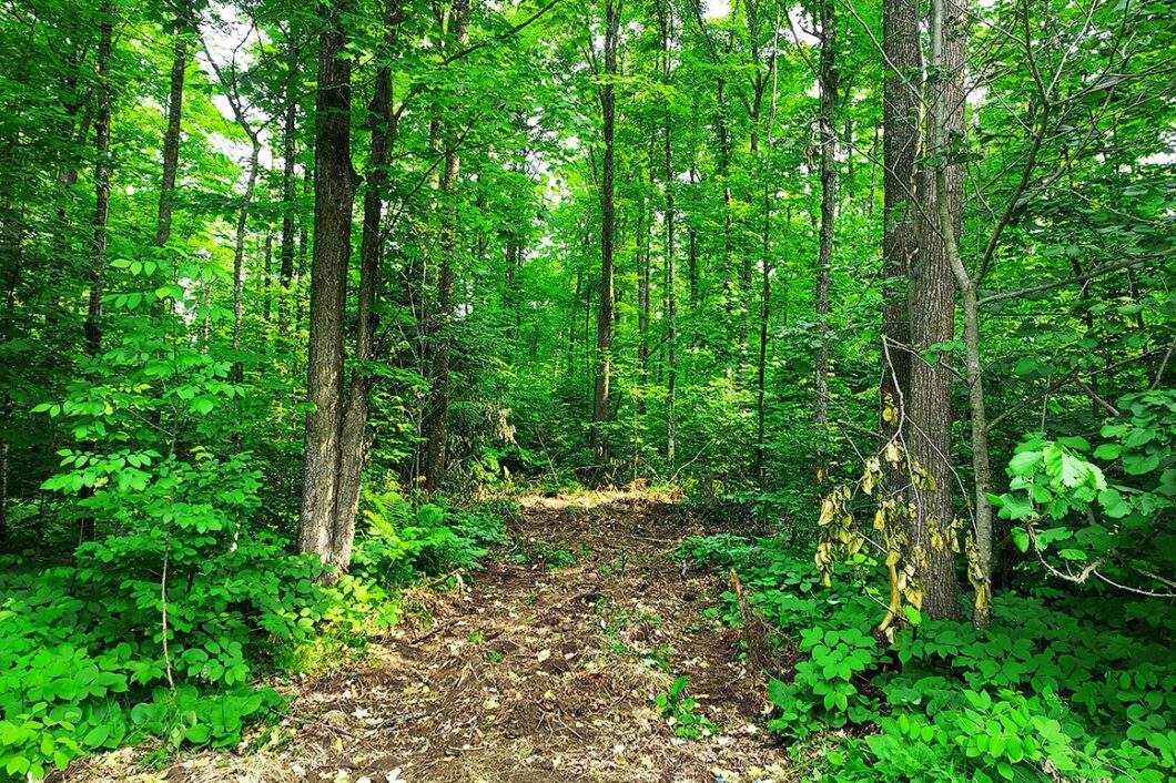 2-Acre Wooded Land For Sale near Wabeno & Laona, WI