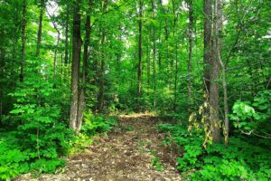 2-Acre Wooded Land For Sale near Wabeno & Laona, WI