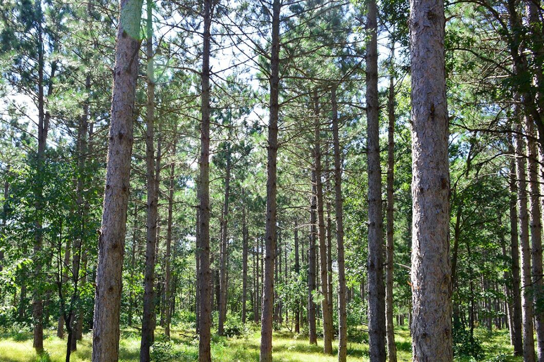 Juneau County Remote Wooded Acreage Near Lake Petenwell & Castle Rock