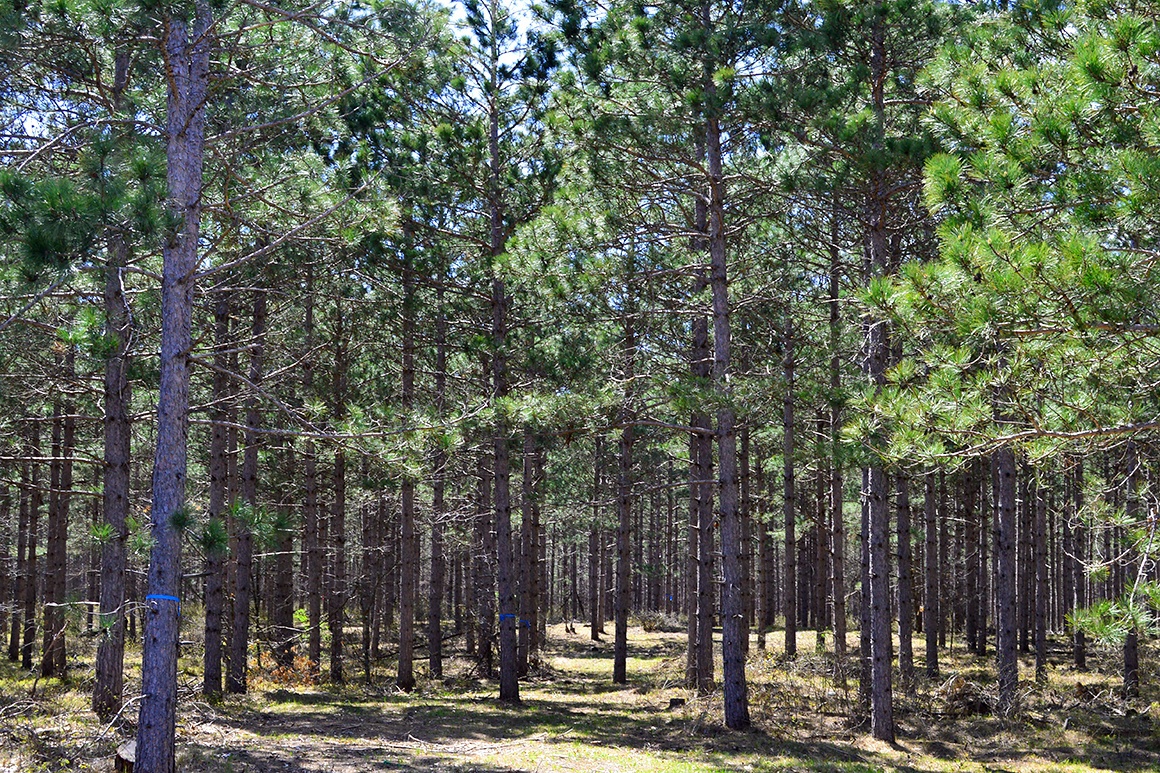 Juneau County Remote Wooded Acreage Near Lake Petenwell & Castle Rock