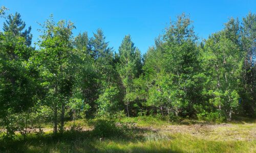8.1 Acres Next to State Land and Trout Fishing in Central WI
