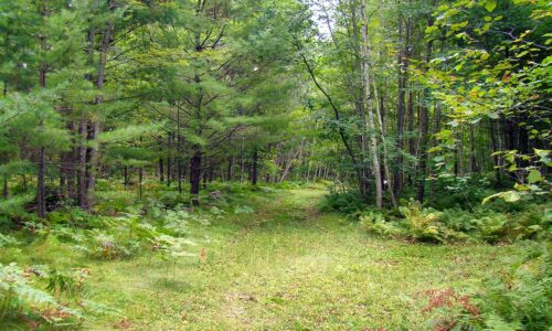 5 Acres with Driveway and Clearing in Tomahawk and Rhinelander, WI area!