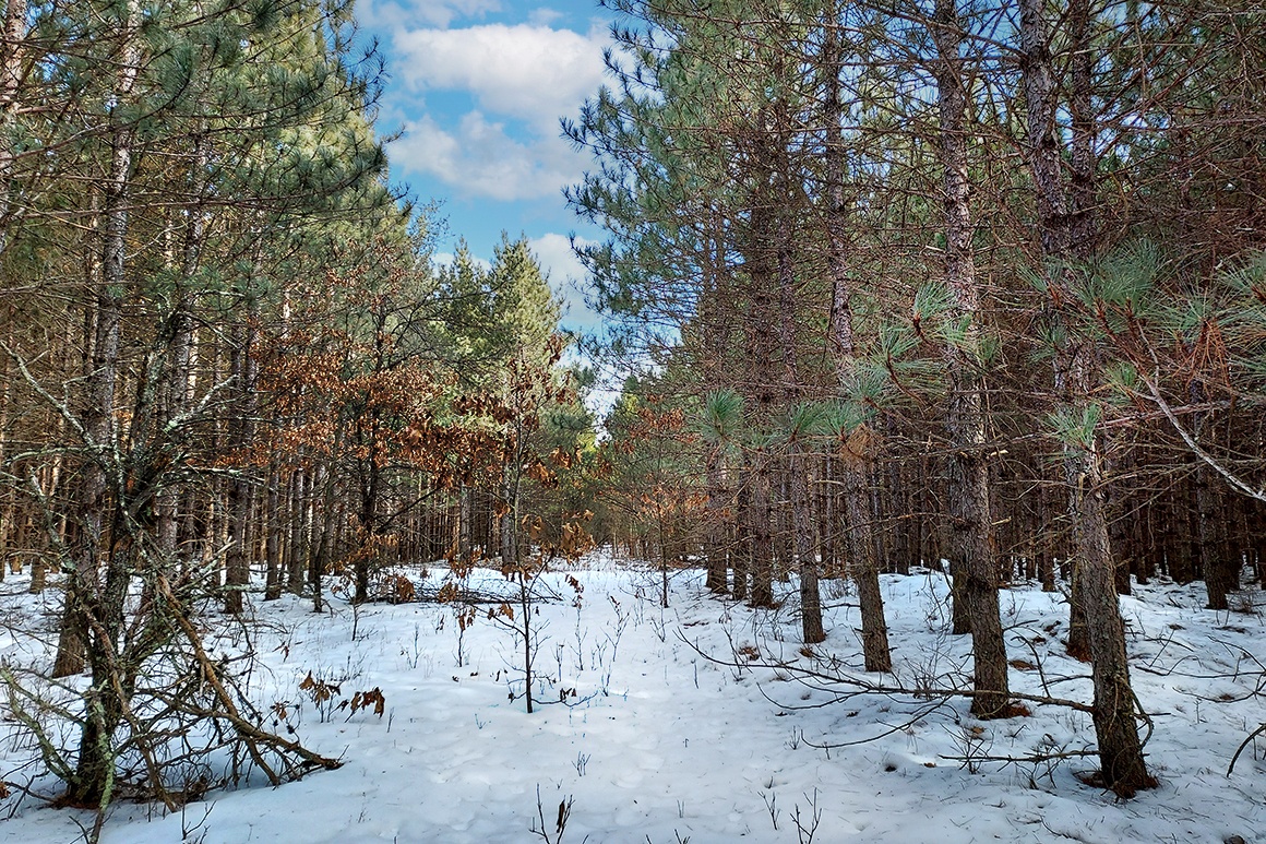 Wooded Camping/Building Acreage by Castle Rock Lake! Wisconsin Lakes