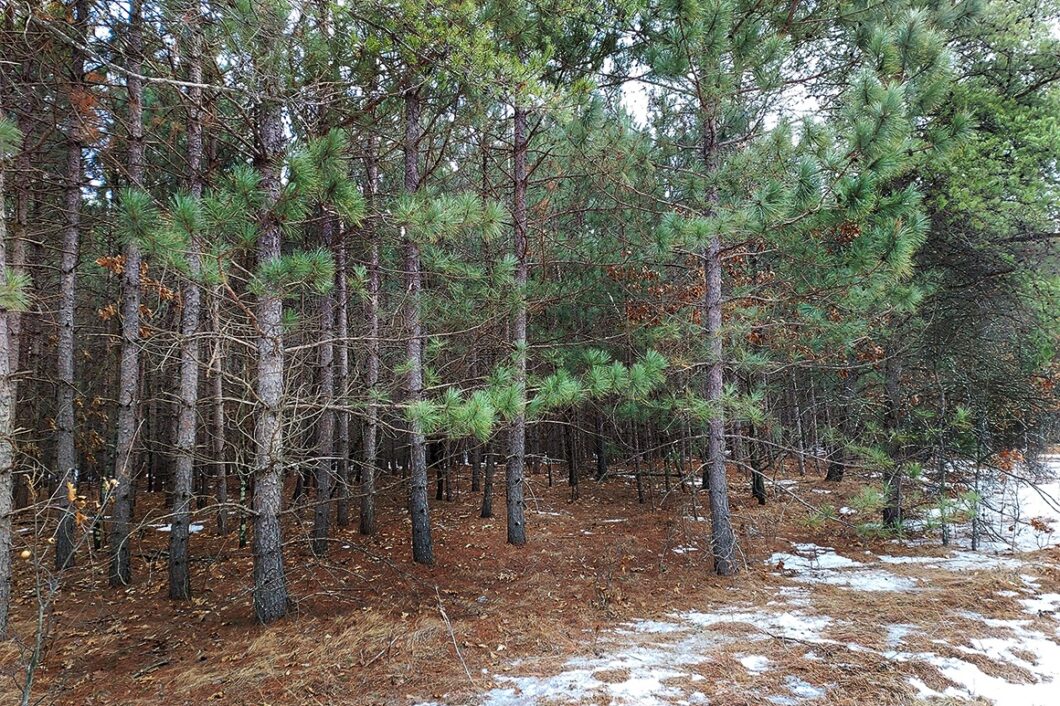 Wooded Camping/Building Acreage by Castle Rock Lake! Wisconsin Lakes