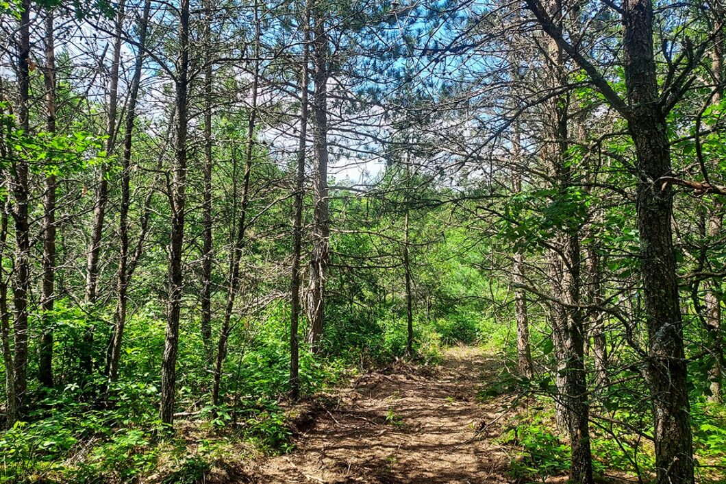 6.5 Acres of Towering Pines near Tomahawk 55,900! Wisconsin Lakes