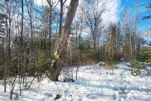 12.5-acre Wooded Land For Sale in Oneida County, WI