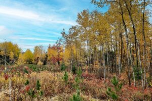 Forest County Wooded Land for Sale Near All Sports Lakes!
