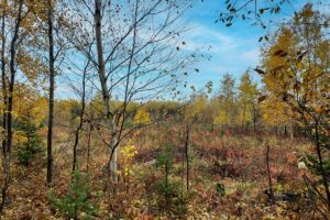Forest County Wooded Land for Sale Near All Sports Lakes!