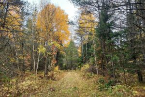 Forest County Remote Wooded Acreage Near Lake Lucerne!