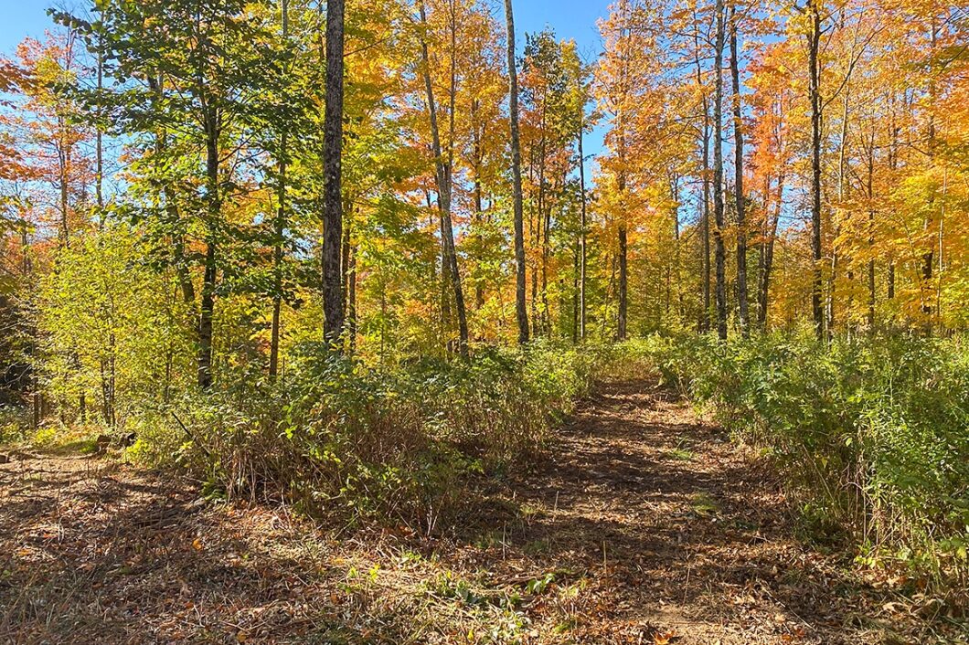 15Acre Park Falls, WI area Wooded Hunting Land For Sale Only 59,900