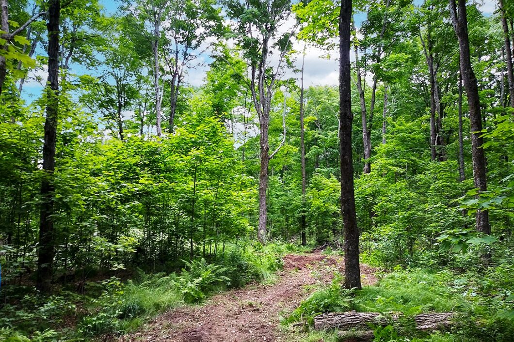 Wooded Land For Sale in Forest County, WI