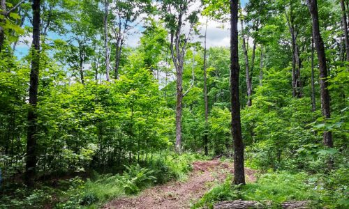 Wooded Land For Sale in Forest County, WI