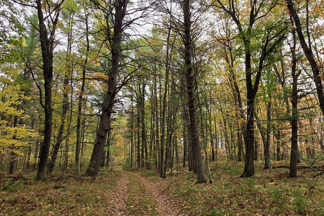 Wooded Land For Sale in Northeastern Wisconsin!