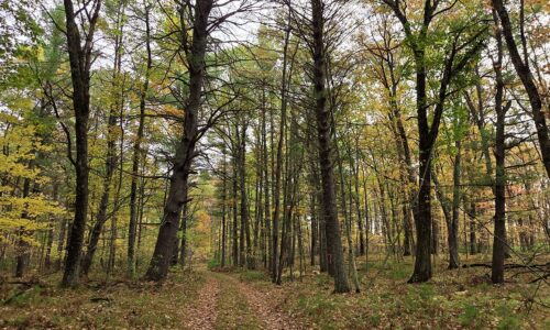 Wooded Land For Sale in Northeastern Wisconsin!