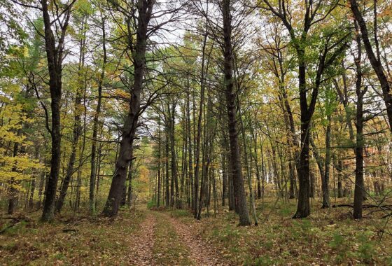 Wooded Land For Sale in Northeastern Wisconsin!