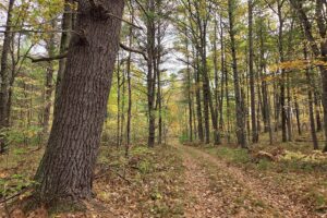 Wooded Land For Sale in Northeastern Wisconsin!