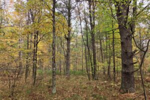 Wooded Land For Sale in Northeastern Wisconsin!