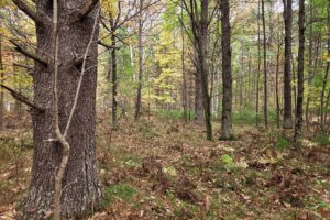 Wooded Land For Sale in Northeastern Wisconsin!