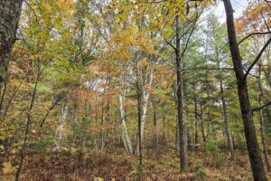 Wooded Land For Sale in Northeastern Wisconsin!