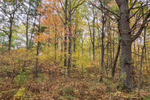 Wooded Land For Sale in Northeastern Wisconsin!