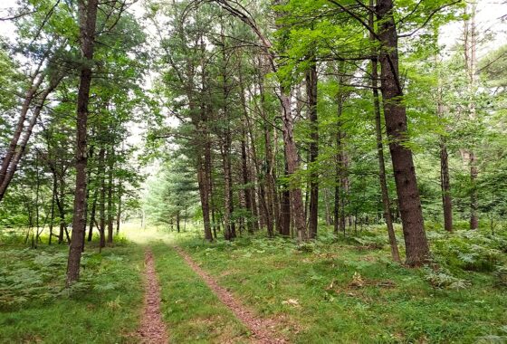Land for sale in Marinette County near Crivitz, WI
