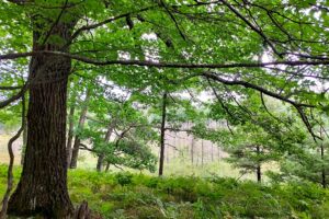 Land for sale in Marinette County near Crivitz, WI